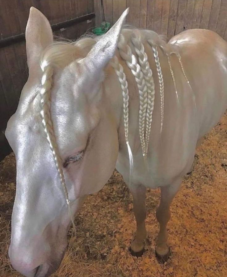 horseimage's tweet image. horse with gorgeous pearly coat angelic and beautiful metallic sheen