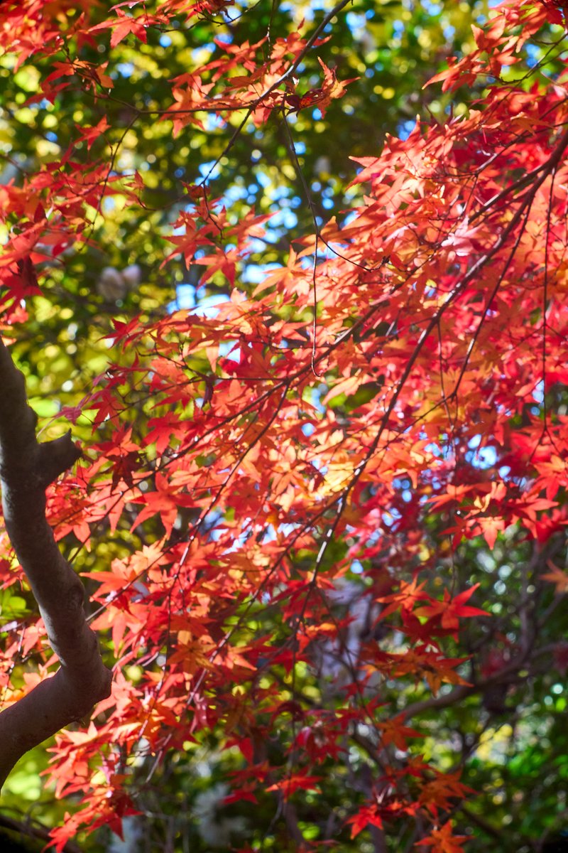 tsurane's tweet photo. 紅葉
SONY α7II
meopta Tele-Mirar 135mm f4.5
#紅葉 #モミジ
#a7ii #sonya7ii #sonyalpha
#meopta #メオプタ #telemirar #telemirar135
#オールドレンズ #oldlens #vintagelens
#NoWar #CeasefireNOW #StopGenocideInGaza https://t.co/JShNCNBe9Q