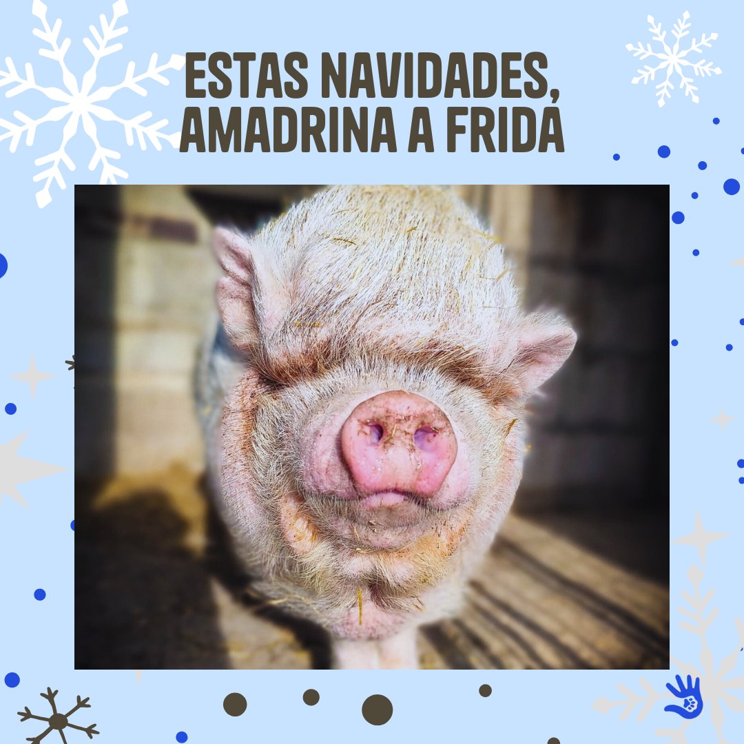 🐽 Frida busca una madrina por Navidad 🎄
Frida, cerdita albina de 9 años, es cieguita, sordita y muy sensible. Necesita cuidados especiales y mucho amor. 💙

🎁 Amadrínala desde 5€/mes:
💌 comunicacion@salvandopeludos.org

#Amadrina #SantuarioSalvandoPeludos #Cerdita