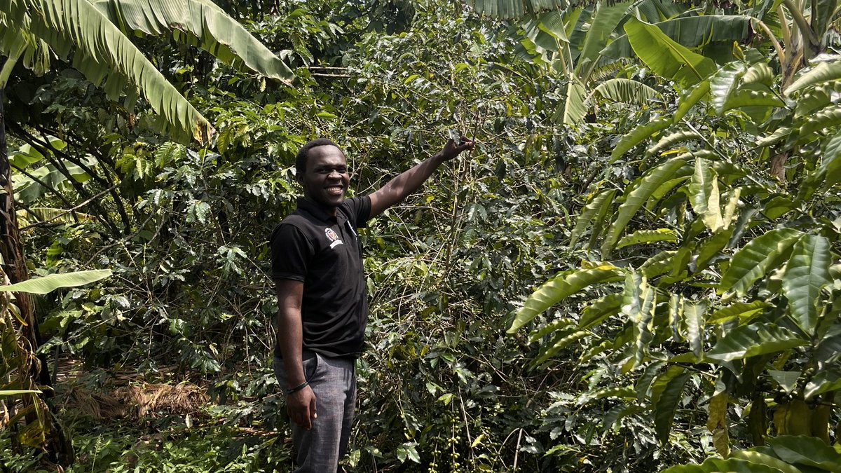 MMuruhuura's tweet photo. During the COVID lockdown, I took time to plant coffee and am already seeing the results.
Do you think this is still a productive venture after the recent coffee bill?
@eddympuuga @MasabaDaniel https://t.co/eYUxwWiLMr