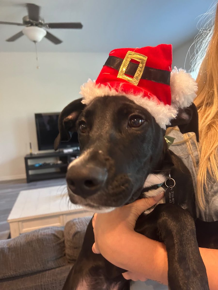 BarstoolStetson's tweet image. #GoodBoyFriday 🐶🎄