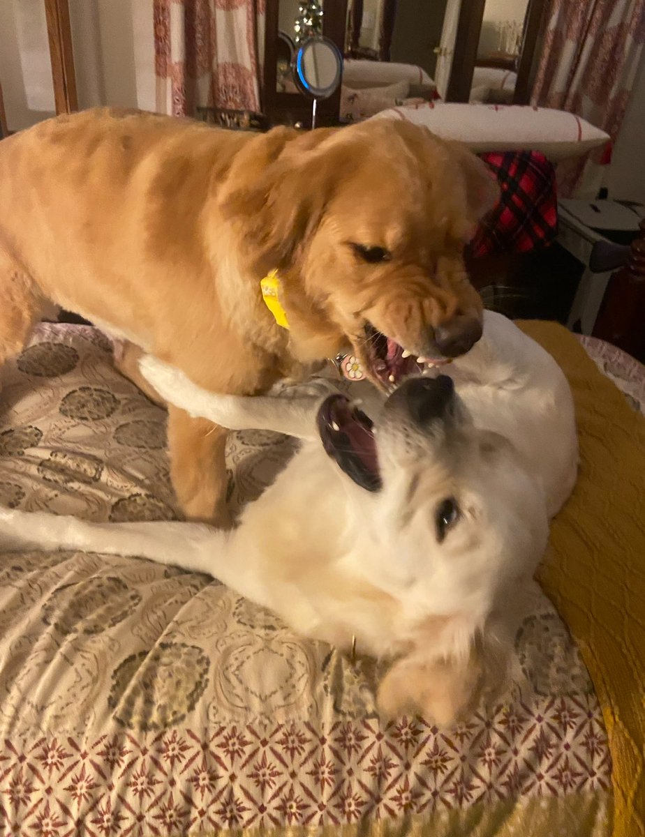 BarstoolStetson's tweet image. #GoodBoyFriday 🐶🎄