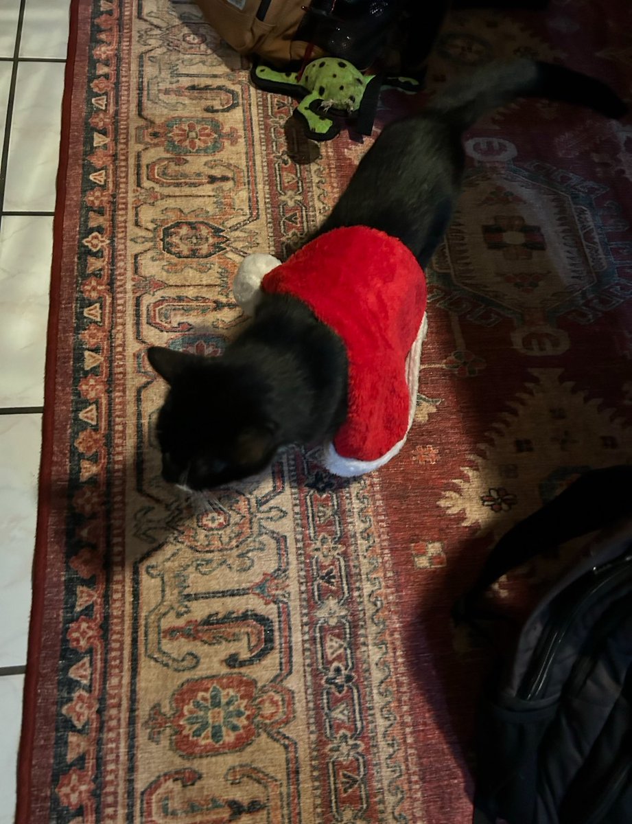 BarstoolStetson's tweet image. #GoodBoyFriday 🐶🎄