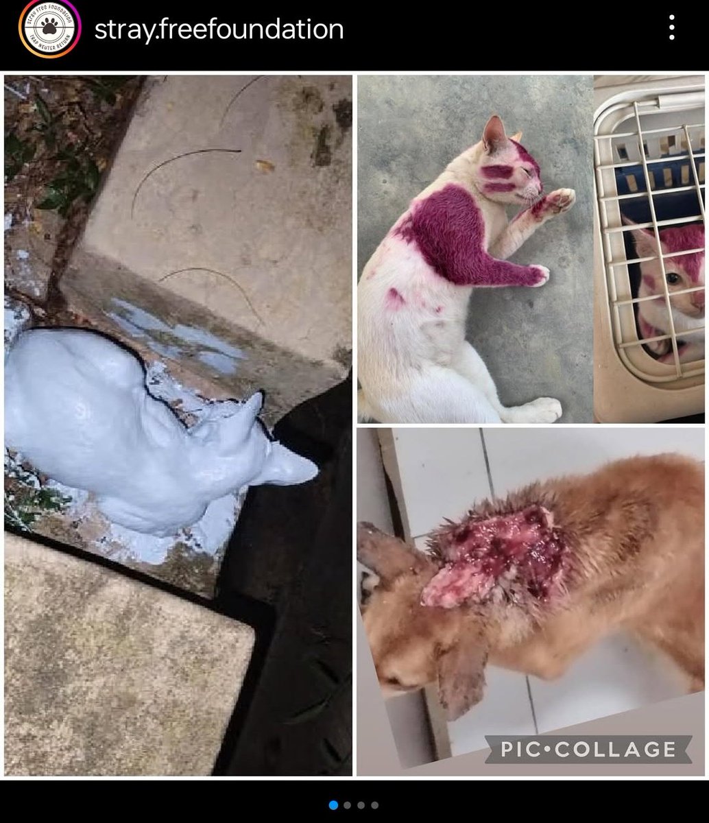 samantha_cavill's tweet photo. This is not the first case of abuse from UIAM. Im sure you guys have come across these other cases before. Kes kucing kena simbah cat tu pun jadi viral but in the end has anything changed guys? Apa je tindakan yg diambil pihak uni untuk stop animal abuse?? @OfficialIIUM https://t.co/RkHT9ZzRNg