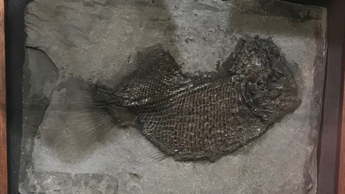Tom Sharpe (@tomsharperocks) on Twitter photo #FossilFriday: the Lias fish Dapedium, this specimen collected by Charlotte Murchison in Sept 1825 when she spent 2 weeks with #MaryAnning in Lyme Regis. Now <a href="/BGS_Collections/">BGS Collections</a>, it's on display <a href="/LymeRegisMuseum/">Lyme Regis Museum</a>. Look for me where the sky is blue for more posts on history of geology #FossilFriday: the Lias fish Dapedium, this specimen collected by Charlotte Murchison in Sept 1825 when she spent 2 weeks with #MaryAnning in Lyme Regis. Now <a href="/BGS_Collections/">BGS Collections</a>, it's on display <a href="/LymeRegisMuseum/">Lyme Regis Museum</a>. Look for me where the sky is blue for more posts on history of geology