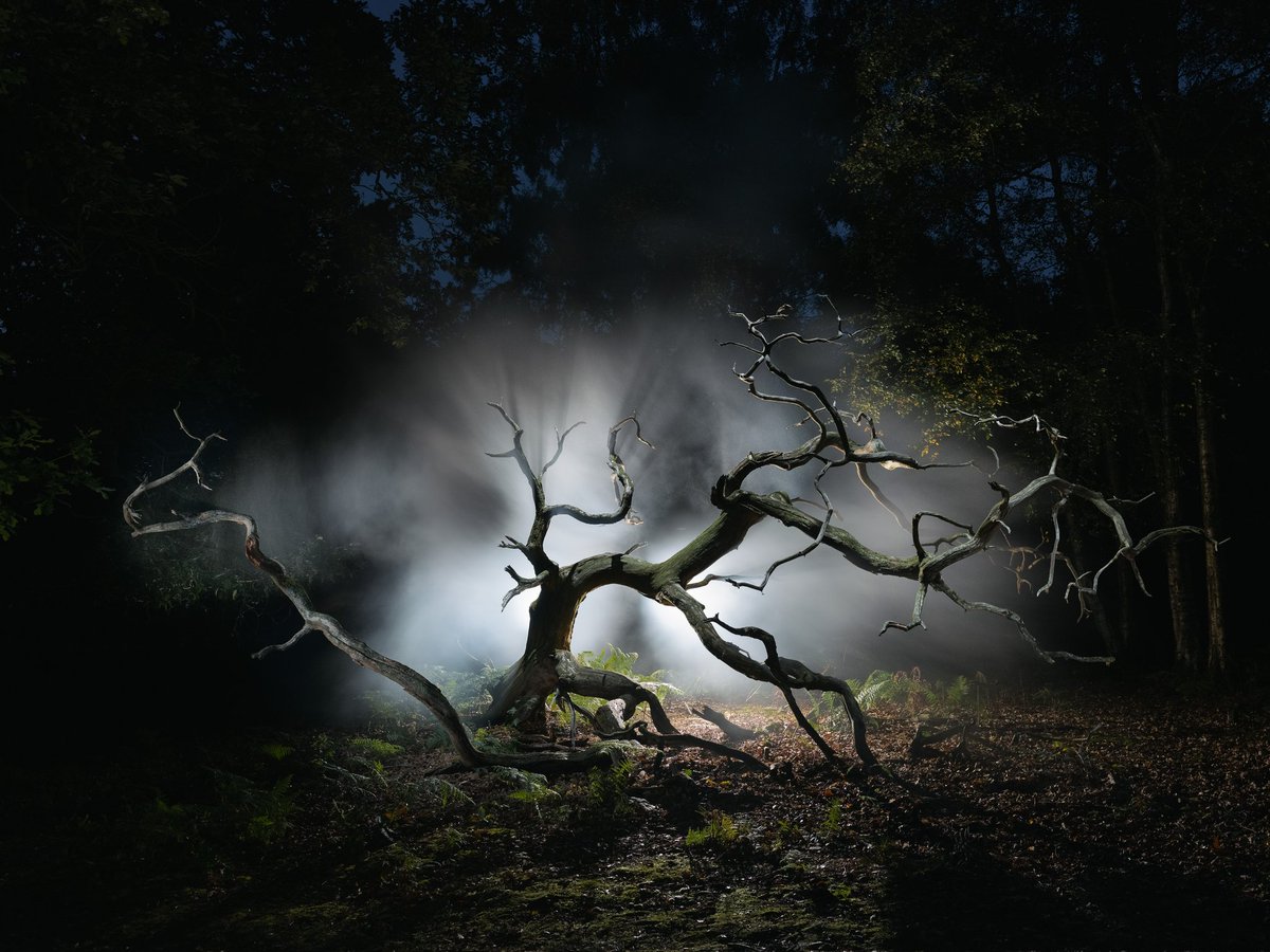 millsj82's tweet photo. light painting in Sherwood forest https://t.co/tfIqX4IN1W