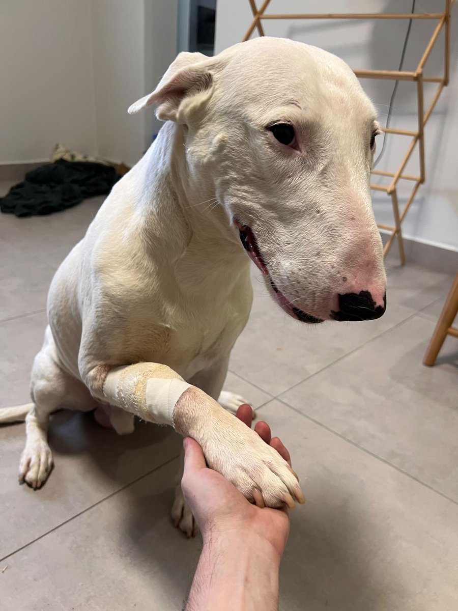 Galera, preciso de um help de vocês...

O cachorro do meu irmão teve uns problemas na pata e quase precisou de amputar. Felizmente ele está melhor, mas a cirurgia e a recuperação está sendo muito cara!

Então, para ajudar, meu irmão está fazendo tattoos em preços bem mais