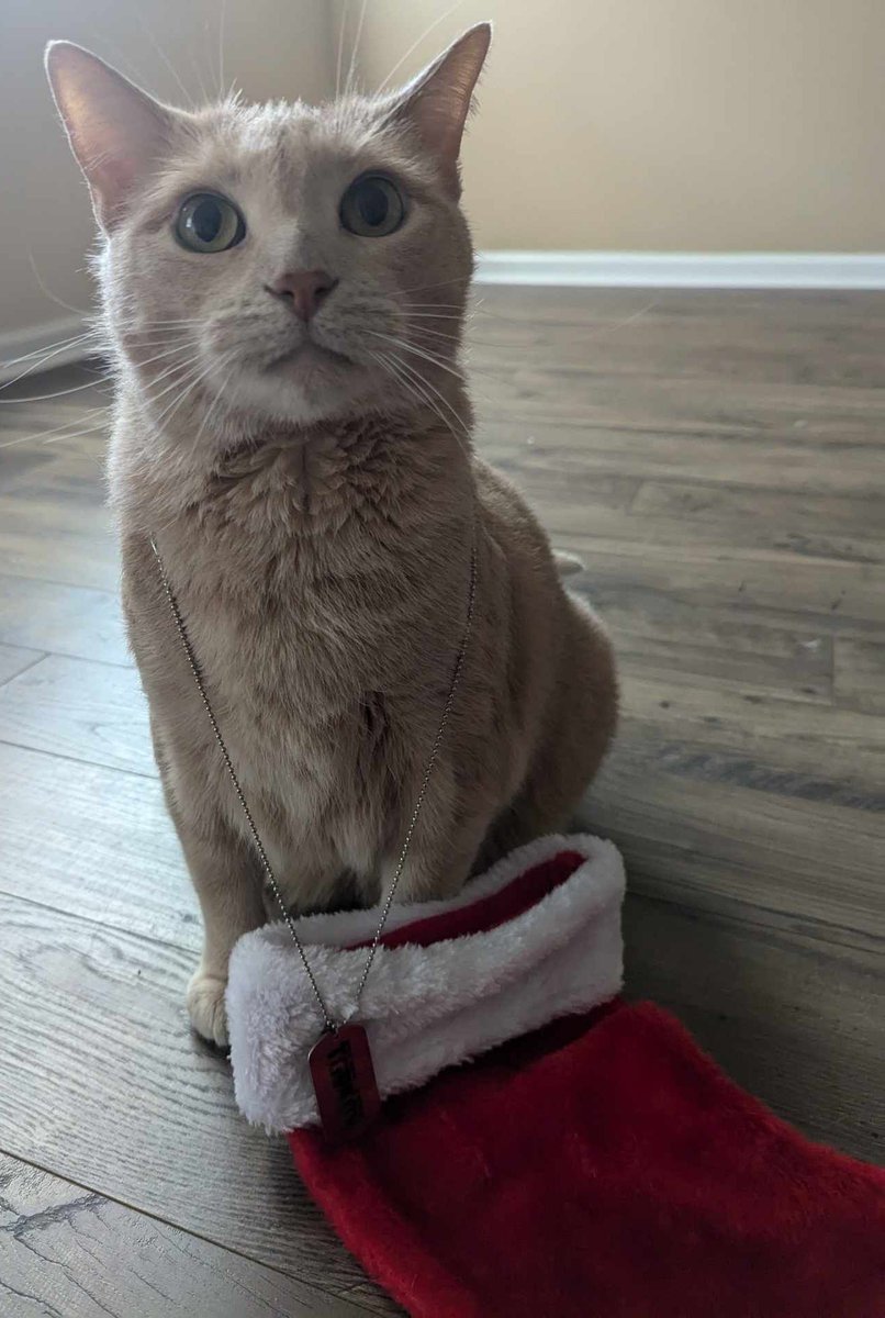 SchmoopNugget's tweet image. Live early today! Download @tarkovarena to play for free until December 23rd. I have drops on and I am giving away 3 standard Arena accounts.   

There is also an adorable Snowman shirt quest reward ;)

#TarkovArena #FreeWeekend tarkov.com/s/fw_arena