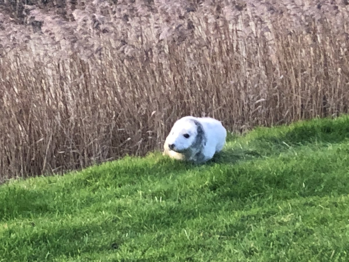 Geslaagde roofvogeltelling tussen Eenshaven en Lauwersoog. Daarna mooie slaapplaatstelling Oude Robbengat met oa 2 ruigpootbuizerds en 7 blauwe kiekendief. 

Topfitte haarbal binnenkant zeedijk.