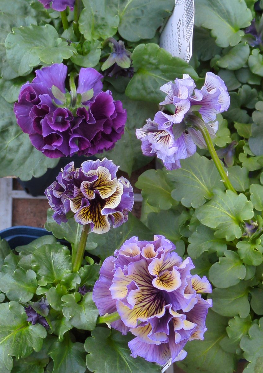 さおりんさん確認用パールアカシア さおりんさん専用 パールアカシア/ 594 - メルカリ