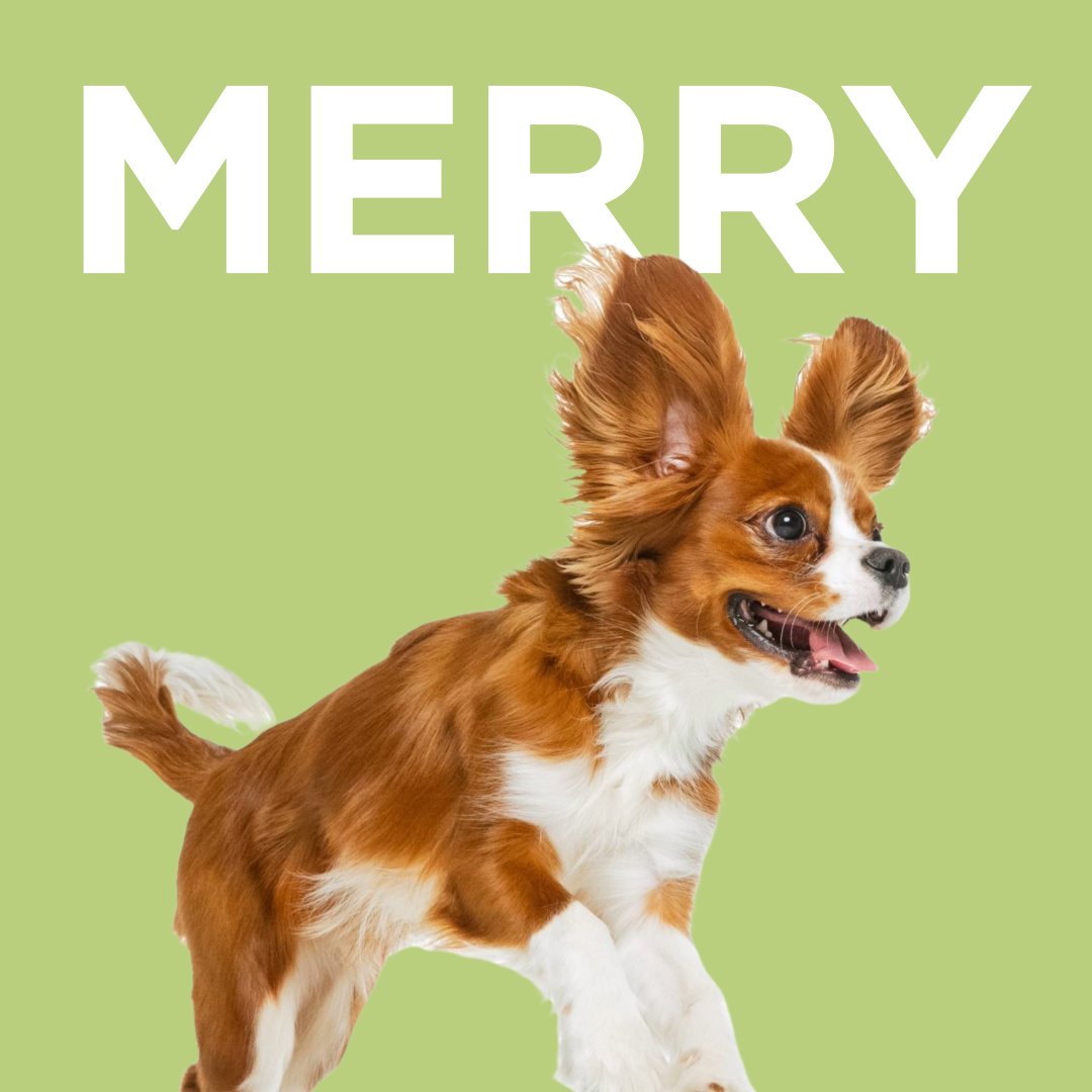 Wondercide tweet media