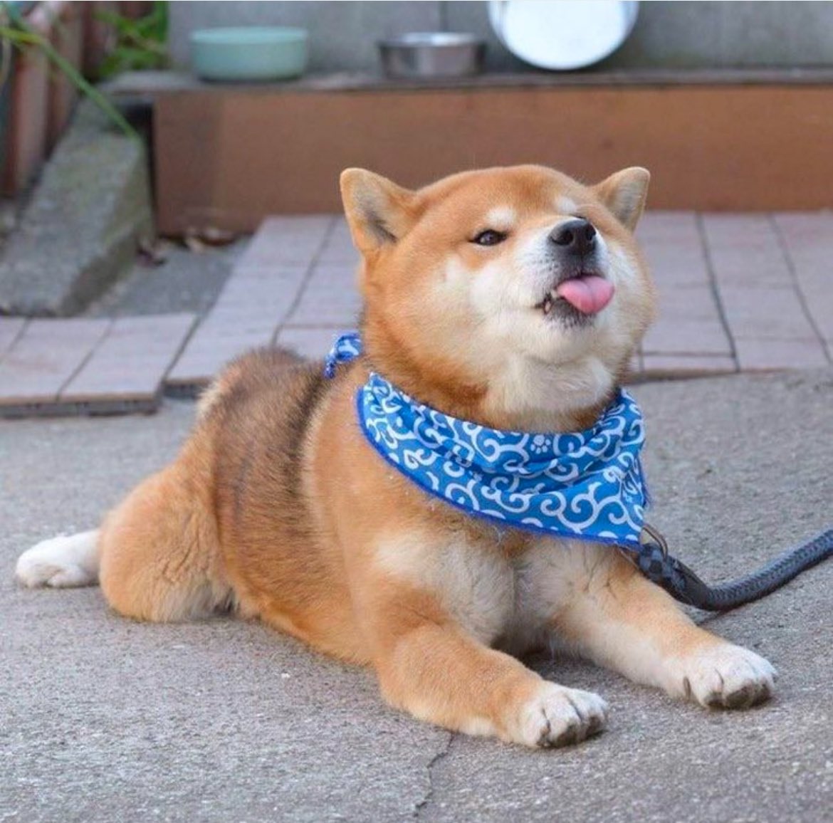 To everyone saying DOGECOIN is just a joke, you’re absolutely right. A joke so funny, it’s worth billions, moves faster than your bank and makes Wall Street sweat.
