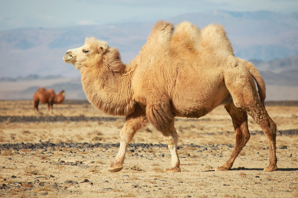 We released Apache Camel 3.22.3 (LTS) today, a new patch release with 11 fixes and improvements: camel.apache.org/blog/2024/12/R…. Note that this is the FINAL release for Camel 3, which has now reached its end of life (EOL). Users are encouraged to migrate to Camel 4.