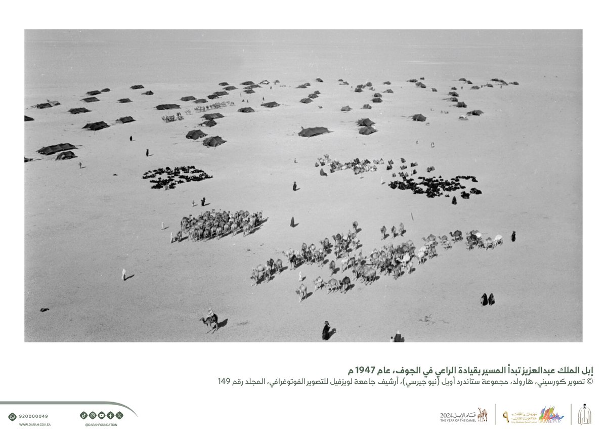 #صور_تاريخية |📸 
المصور الأمريكي "هارولد كورسيني" التقط في عام 1947م صورًا نادرة للإبل، منها إبل الملك عبدالعزيز في الجوف.
#دارة_الملك_عبدالعزيز
#مهرجان_الملك_عبدالعزيز_للابل9 #عام_الإبل_2024