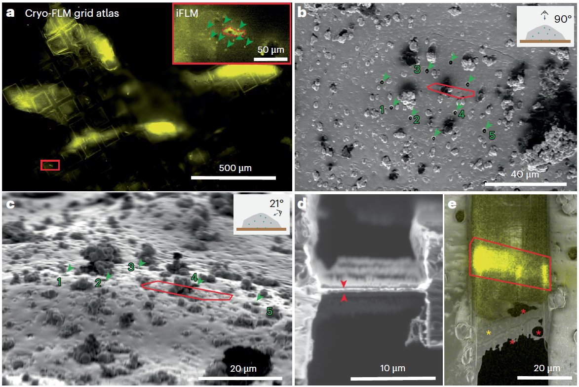 UBuffalo Hauptman-Woodward Research Institute (@ub_hwi) on Twitter photo 🔬 Tiny crystals, big impact! Our new <a href="/NatureProtocols/">Nature Protocols</a> guide helps scientists unlock the secrets of molecules using #MicroED, a powerful #cryoEM technique. We explain how to prepare samples for this cutting-edge method. #StructuralBiology #ScienceProtocols doi.org/10.1038/s41596… 🔬 Tiny crystals, big impact! Our new <a href="/NatureProtocols/">Nature Protocols</a> guide helps scientists unlock the secrets of molecules using #MicroED, a powerful #cryoEM technique. We explain how to prepare samples for this cutting-edge method. #StructuralBiology #ScienceProtocols doi.org/10.1038/s41596…
