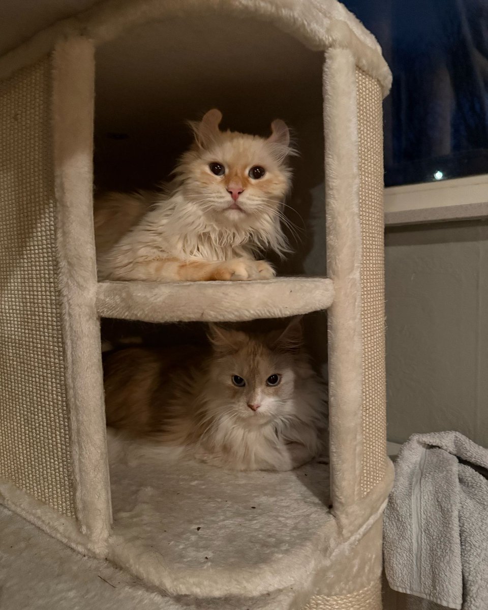 catcastletails's tweet photo. Look at these 2! Imagine how gorgeous their babies would’ve been. 🐾 #tailsofcatcastle #adoptdontshop #cats #lovewins #rescuecat https://t.co/6LbruxHv4n