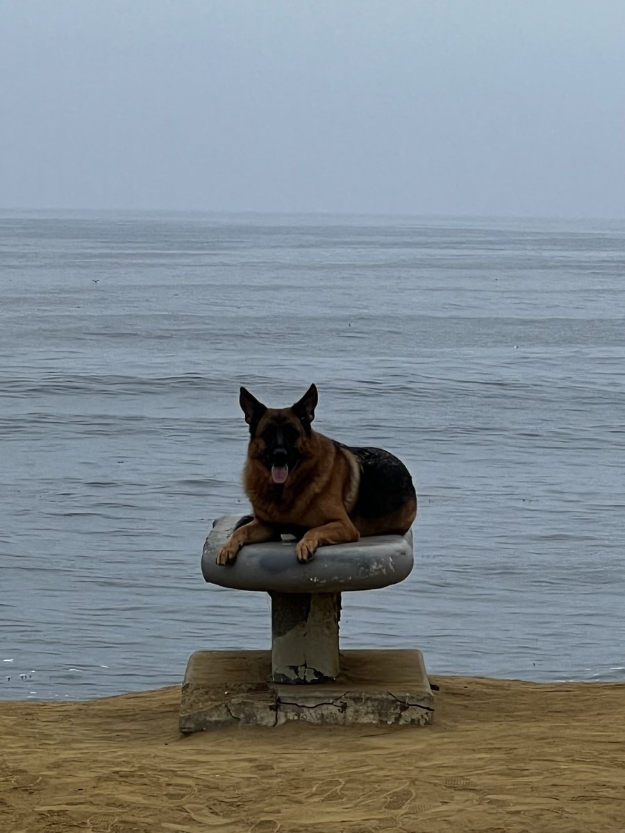 Jocko Willink tweet media