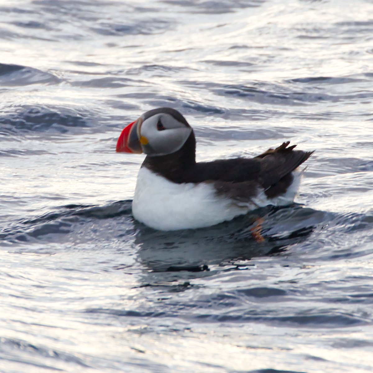 swaninga_fotos's tweet photo. Aus dem Archiv - Papageientaucher in Norwegen #Lofoten #puffin #norway #travelphotography #NaturePhotography https://t.co/85ptuMwrDT