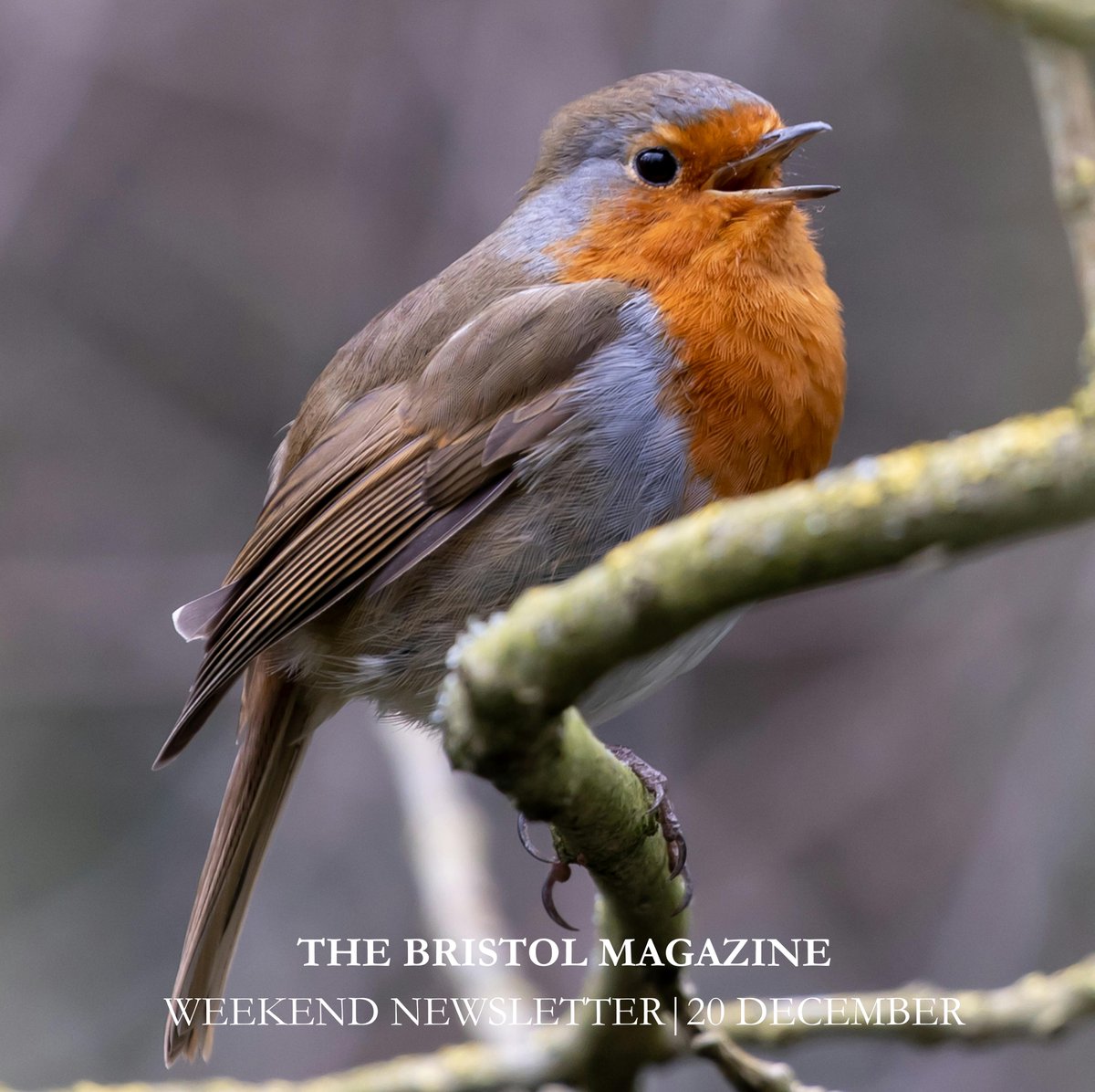 Here's an early Christmas gift for you, our latest newsletter! Read it here: tinyurl.com/2s3r76um