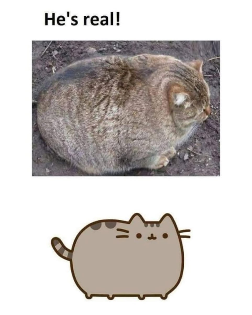 contents that ll heal your depression 🌻 (@catshealdeprsn) on Twitter photo 