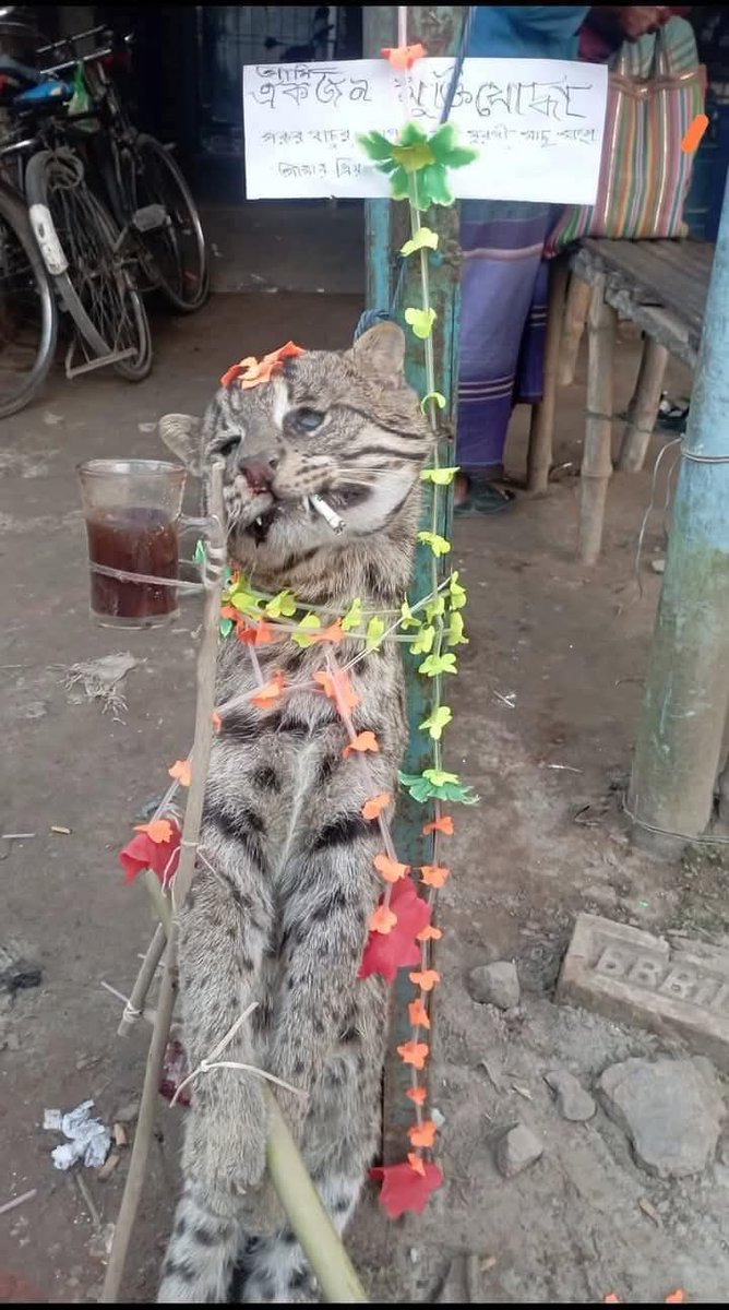 imSujanDatta's tweet photo. ঝিনাইদহের কালীগঞ্জ উপজেলার নলডাঙ্গার ঘটনা। একটি বিড়ালকে নির্মমভাবে হত্যা করে তার মুখে সিগারেট রেখে ও পাশে রং চায়ের কাপ রেখে পেছনে কাগজে লিখে রেখেছে ‘আমি একজন মুক্তিযোদ্ধা’।

এর মাধ্যমে কি মুক্তিযোদ্ধাদের কোন বার্তা দেয়া হয়েছে? 

#SaveAnimalsSaveNature
#stopbrutality https://t.co/3thCg11vwb