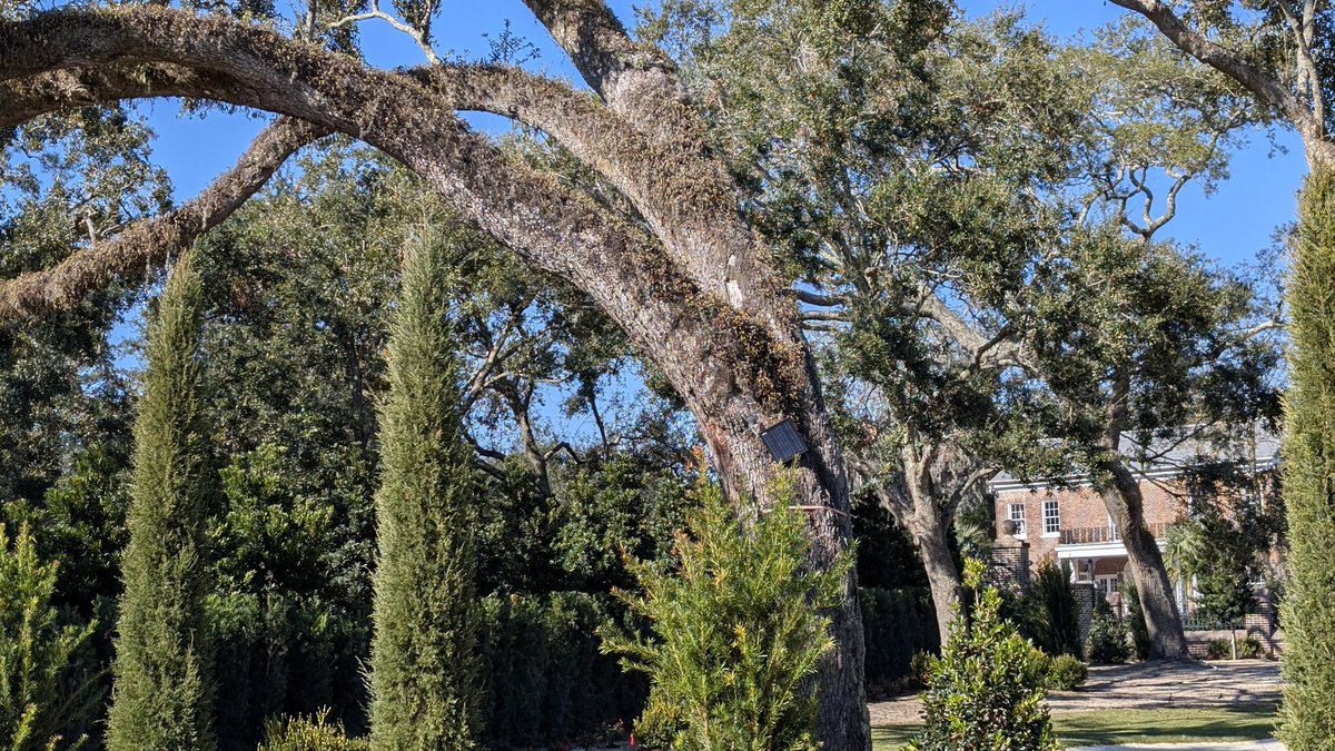 Does anyone know anything about ferns? Got this odd fern looking plant that is mostly dormant but then bright green for a day or two, then it looks dead.
