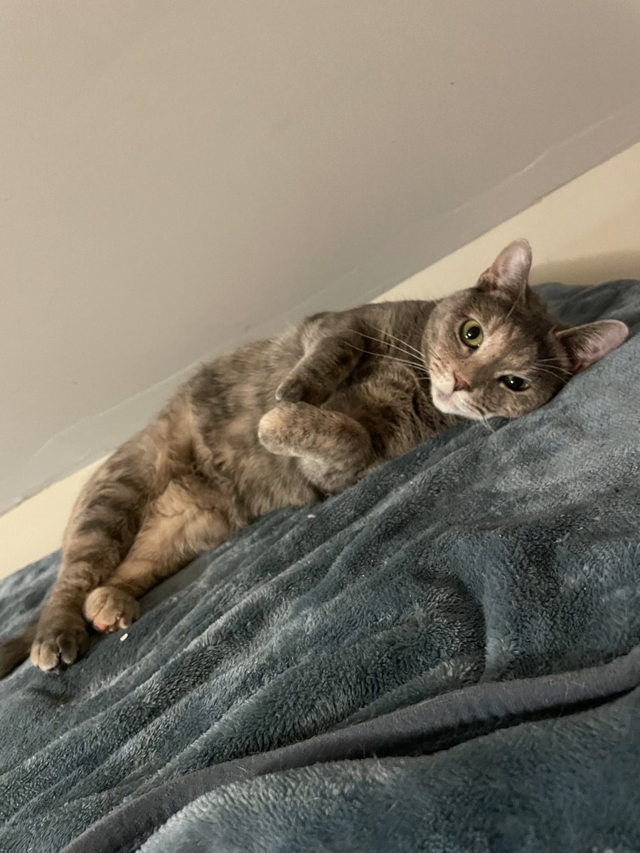 ChoctopusYT's tweet image. If y’all could spread this around, it’s free and I would greatly appreciate it.

This is Nasya. She came to us as a foster after her pregnancy went wrong and all of her kittens passed away. She went through a horrible bout of depression but has since become the sweetest cat ever.…