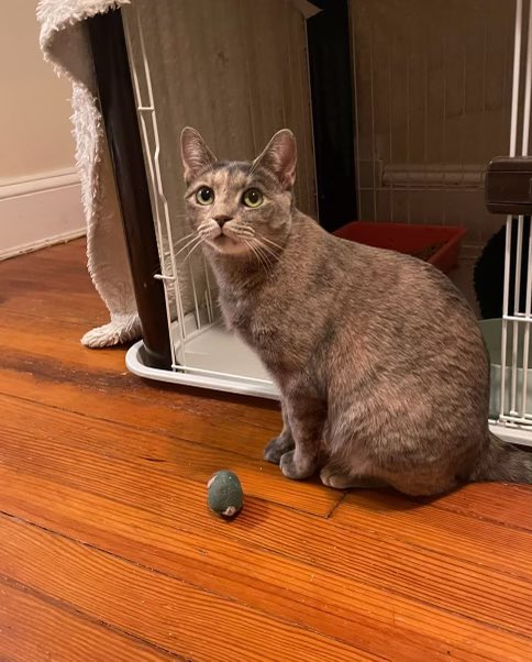 If y’all could spread this around, it’s free and I would greatly appreciate it.

This is Nasya. She came to us as a foster after her pregnancy went wrong and all of her kittens passed away. She went through a horrible bout of depression but has since become the sweetest cat ever.