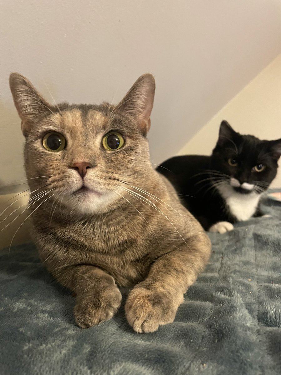 ChoctopusYT's tweet image. If y’all could spread this around, it’s free and I would greatly appreciate it.

This is Nasya. She came to us as a foster after her pregnancy went wrong and all of her kittens passed away. She went through a horrible bout of depression but has since become the sweetest cat ever.…