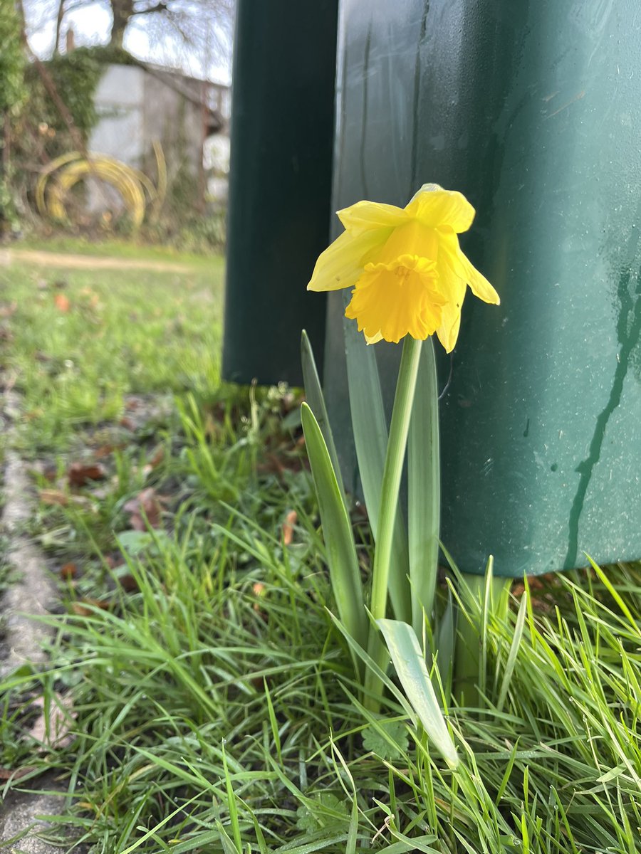 FFishponds's tweet image. Thanks to all the @enableLC trainers for running such brilliant and varied exercise classes at Fishponds this year. They’re having a break for Christmas and will start again on Monday 6 January. Meanwhile…a daffodil has arrived. Is it spring already?
@tootingnewsie #tooting