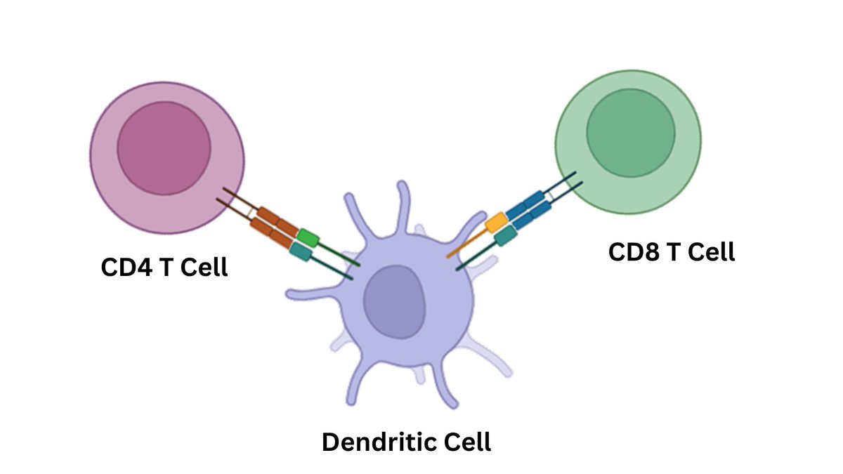 NCI-supported researchers <a href="/MSKCancerCenter/">Memorial Sloan Kettering Cancer Center</a> found that immune triads, which are clusters of three different types of immune cells, in tumors are required for effective  #immunotherapy in preclinical models. Find out more in this press release. go.nih.gov/sQKfuiJ