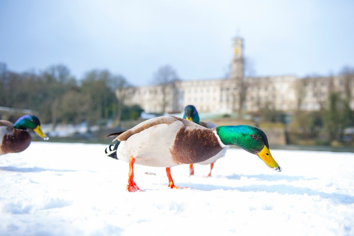 The university is currently in winter break opening hours, which means that services on campus may be operating on reduced hours, or be closed completely.

Normal service will resume with the start of the spring term on 13 Jan 2025.

Full info: ow.ly/lBkq50UuOk3  #WeAreUoN