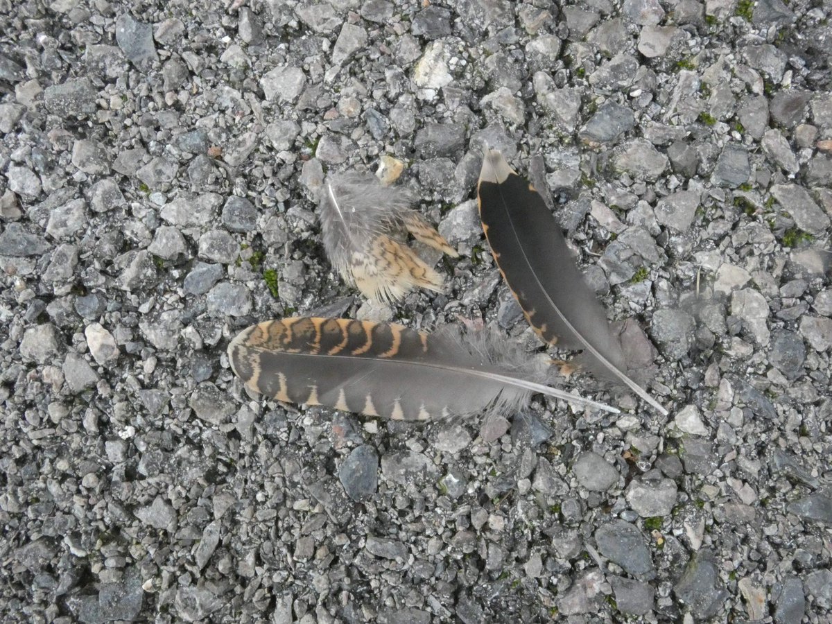 Holes Bay Nature tweet media