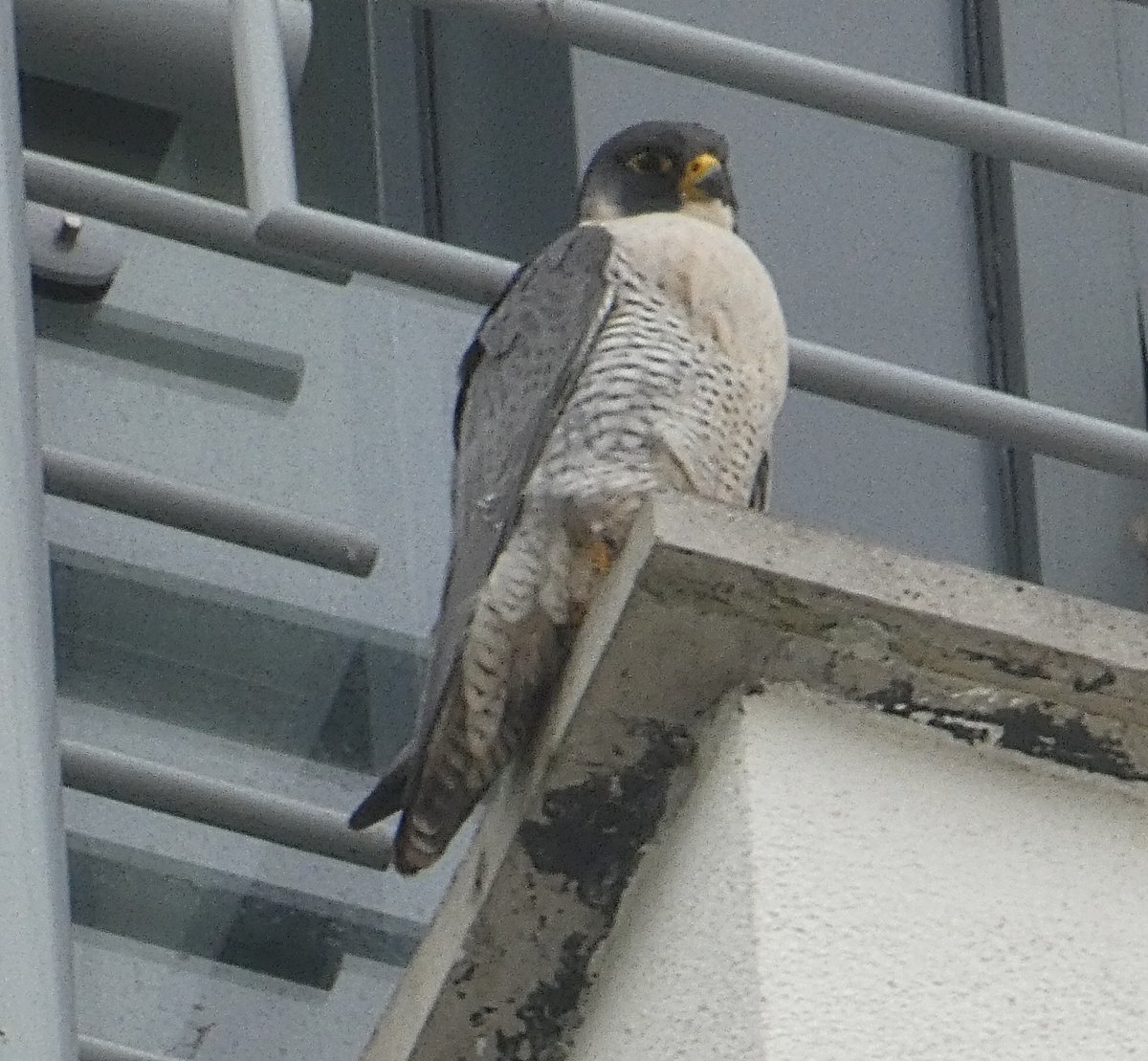 Holes Bay Nature tweet media