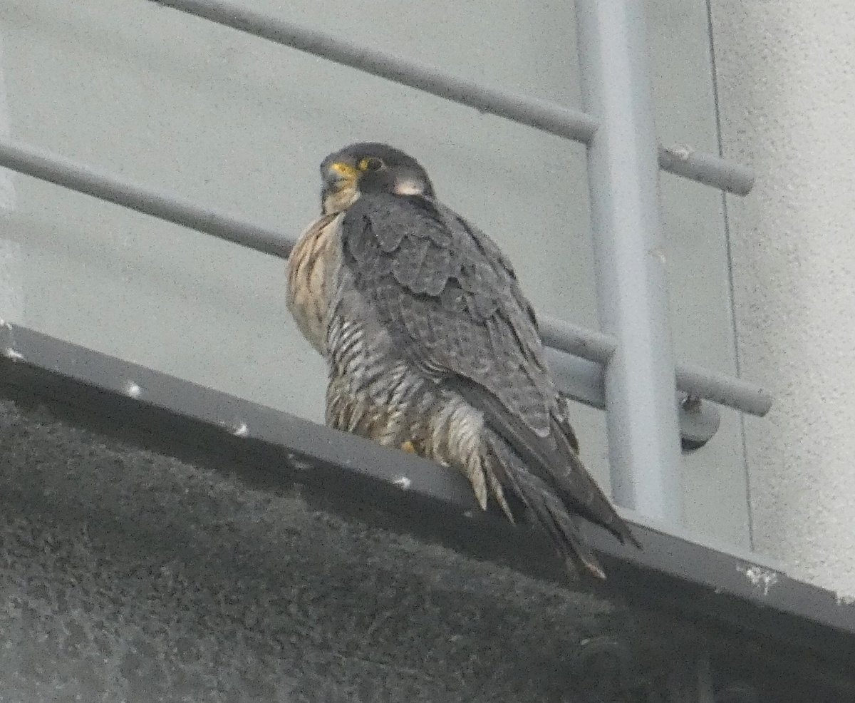 Holes Bay Nature tweet media