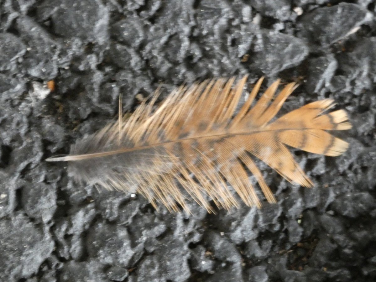 Holes Bay Nature tweet media