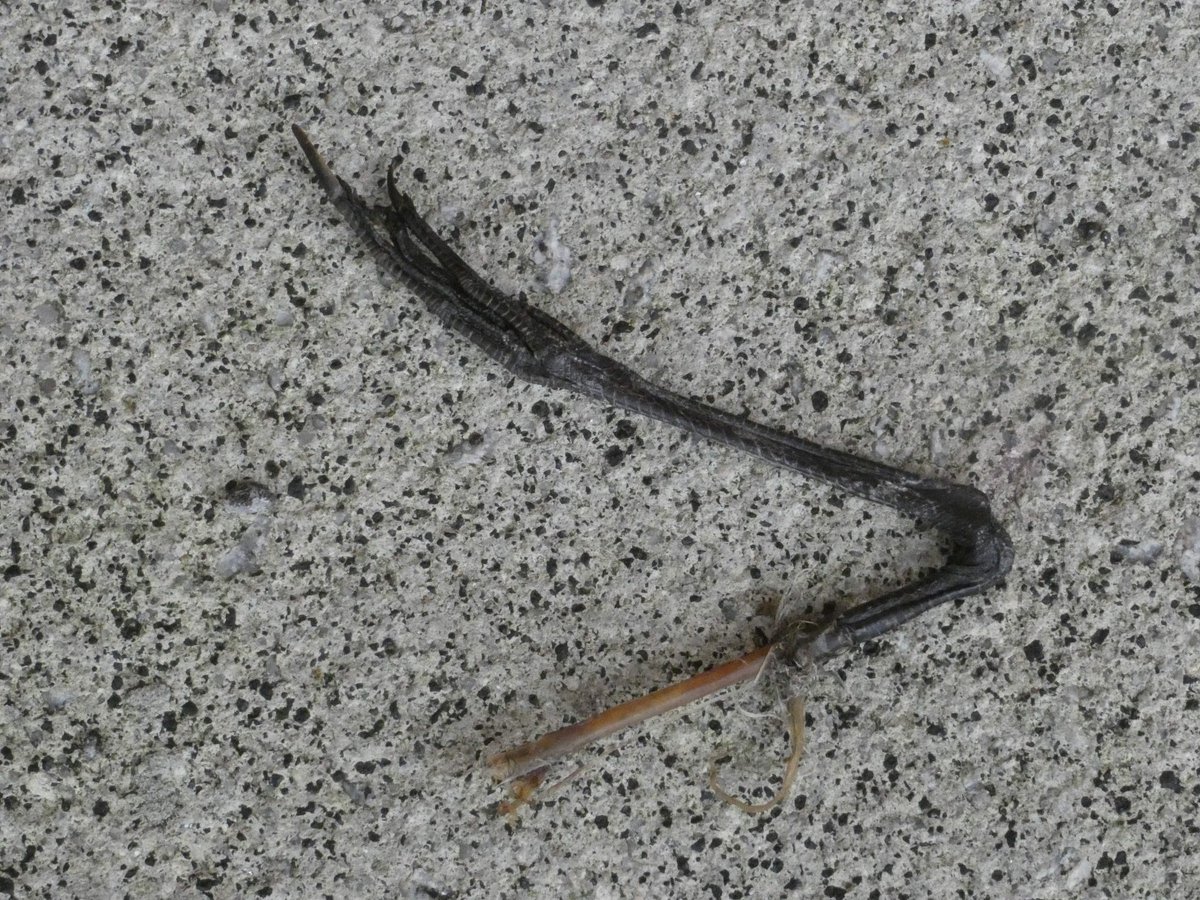 Holes Bay Nature tweet media