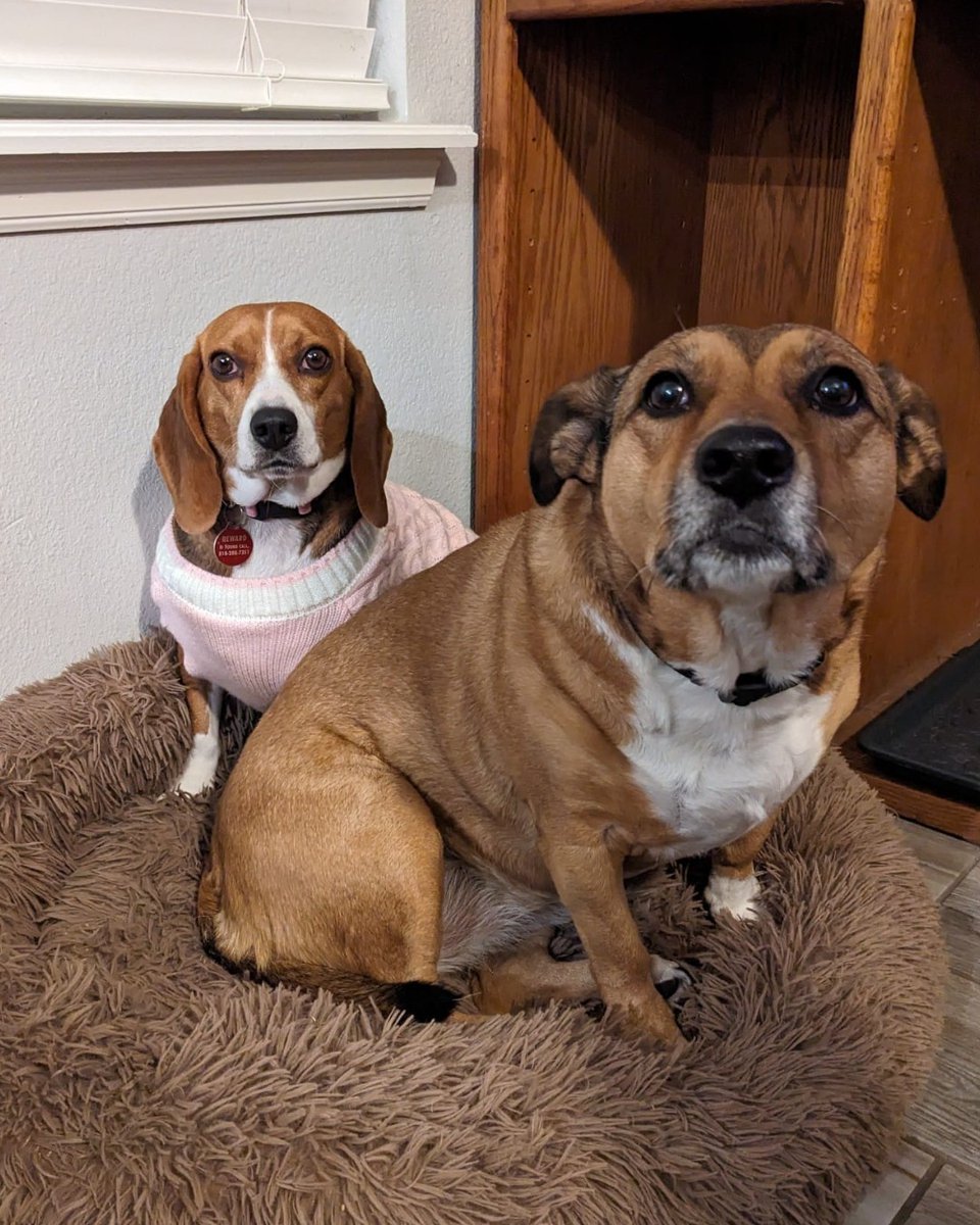 beaglefreedom's tweet image. Happy #FriendshipFriday! Our BFP Alumni and their siblings are cozying up and getting ready for the holidays! 🐾

#beaglefreedomproject #beaglefreedom