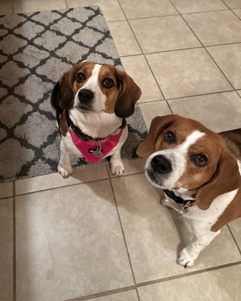 beaglefreedom's tweet image. Happy #FriendshipFriday! Our BFP Alumni and their siblings are cozying up and getting ready for the holidays! 🐾

#beaglefreedomproject #beaglefreedom