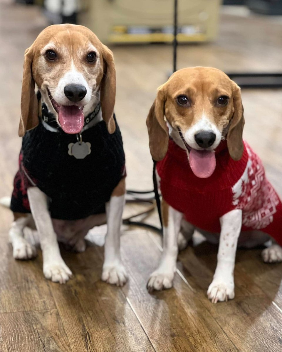 beaglefreedom's tweet image. Happy #FriendshipFriday! Our BFP Alumni and their siblings are cozying up and getting ready for the holidays! 🐾

#beaglefreedomproject #beaglefreedom