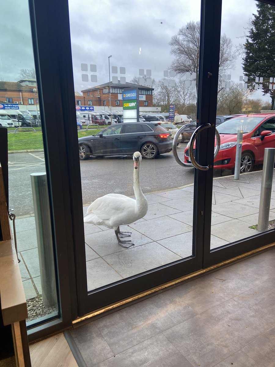 FlutterBec's tweet photo. @GreggsOfficial at first the swan stopped me from getting in. Then it didn’t want me to leave! Just swanning around! Has it been given a name yet?! 🦢 ❤️🥐 https://t.co/FI0RMg5Wcv