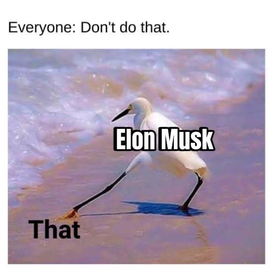 Not Elon Musk tweet media