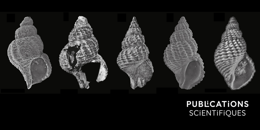 Publications MNHN 🐝 tweet media