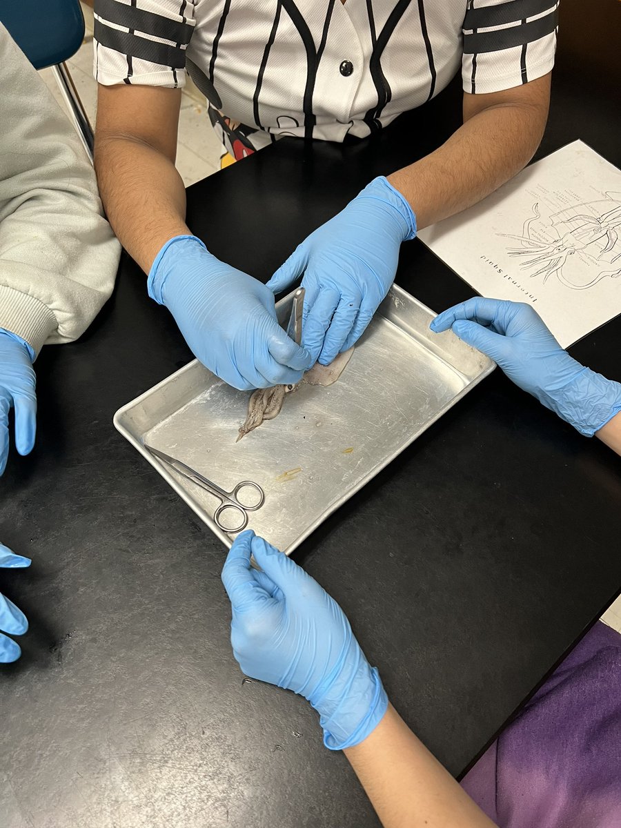 mishoates's tweet photo. Squid dissection is a perfect track out day activity @northgarnerms2 ! https://t.co/Jkrvli6xVW