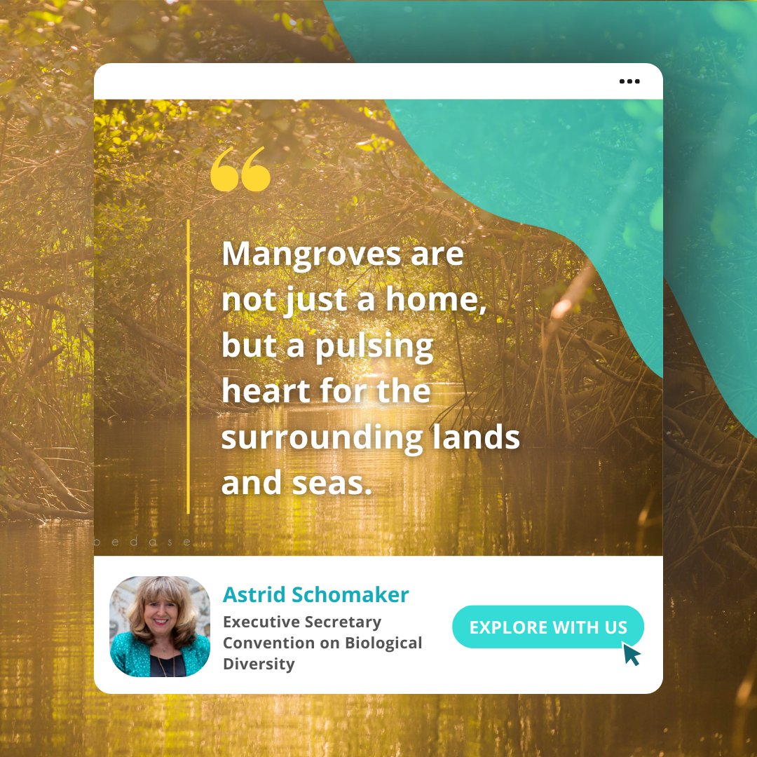 Global Mangrove Alliance tweet media