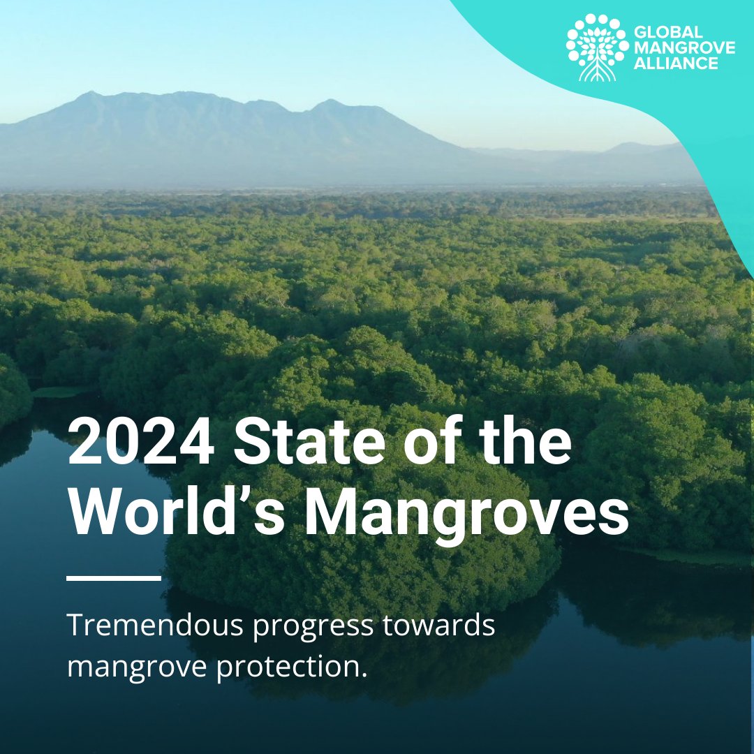 Global Mangrove Alliance tweet media