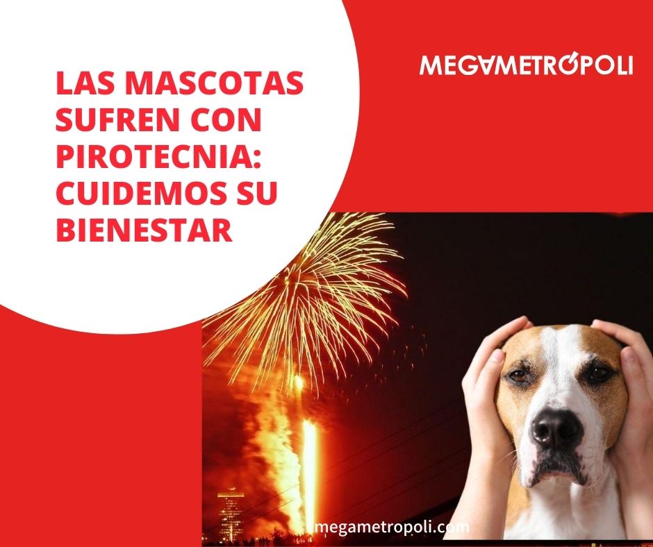 MegatropoliWeb's tweet photo. Conoce más 👉 https://t.co/IuLVYBb2R3
Protege a tus compañeros: La pirotecnia afecta su salud emocional y física. ¡Evitemos el sufrimiento innecesario! 🐾🚫
#CuidemosLasMascotas #ConcienciaAnimal #NoPirotecnia #AmorAnimal #FiestasResponsables #SinPirotecnia https://t.co/7oN9q7QBdz