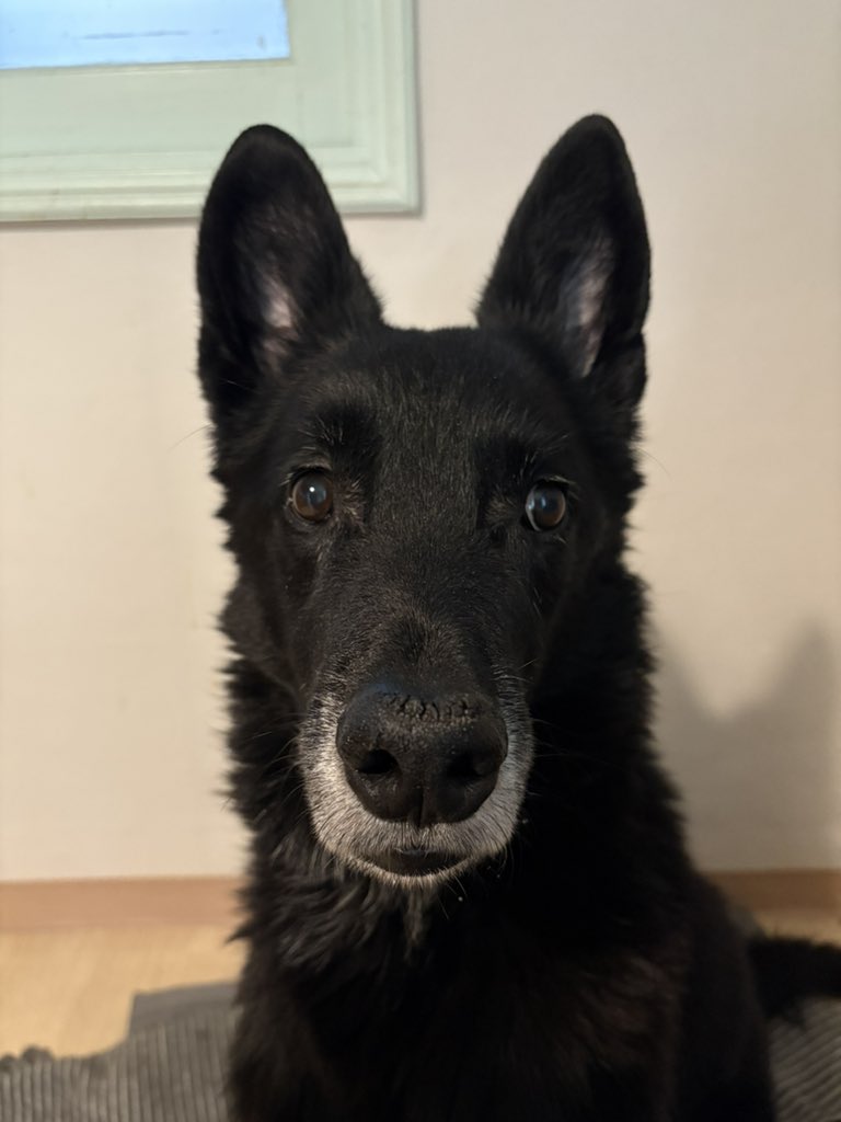 올리코비 (@olly_corbie) on Twitter photo 