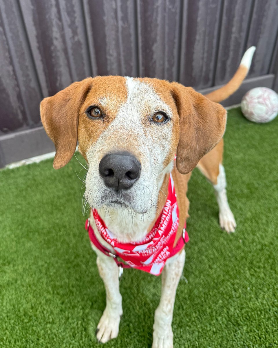 Are you in need of a hound to your fox?🐶🦊

Gertrude, our Mountain America Credit Union Pet of the Week, would love to be the Copper to your Todd!🐾

We just know you and Gertrude will be the 🎶 best of friends! 🎶 Adopt this lovely lady from HSU today! utahhumane.org/adopt💜