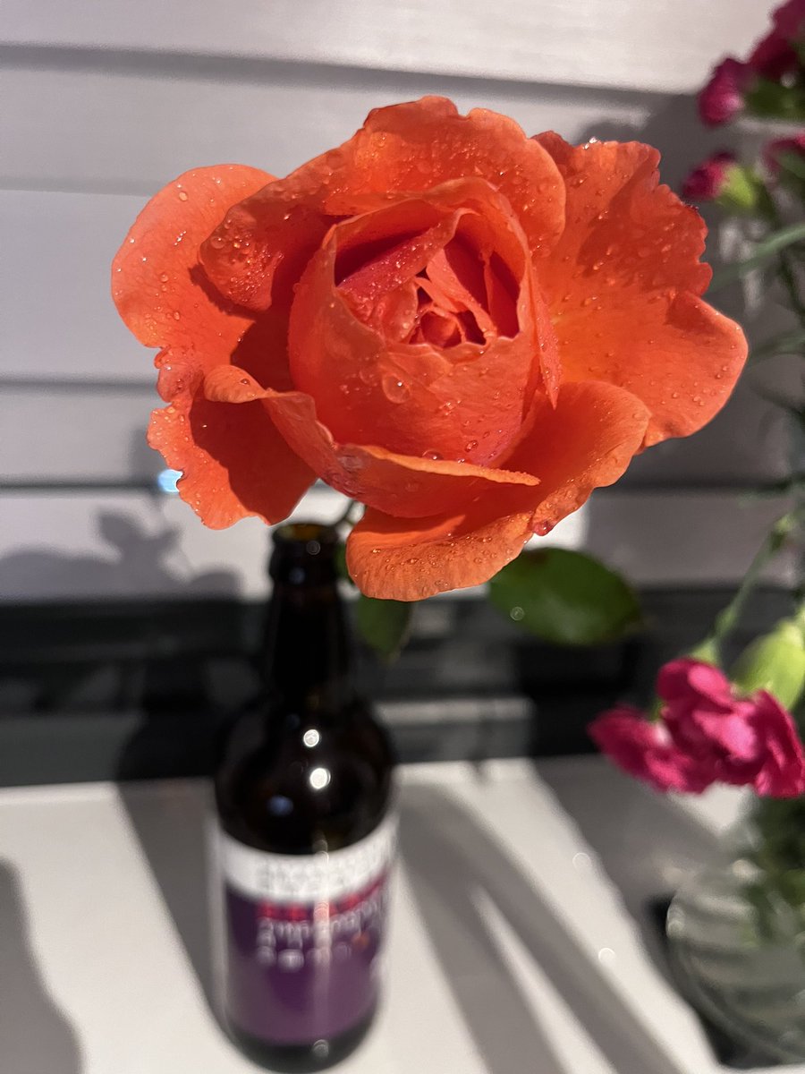 Should my rose bush be flowering in December? T’is looking beautiful.